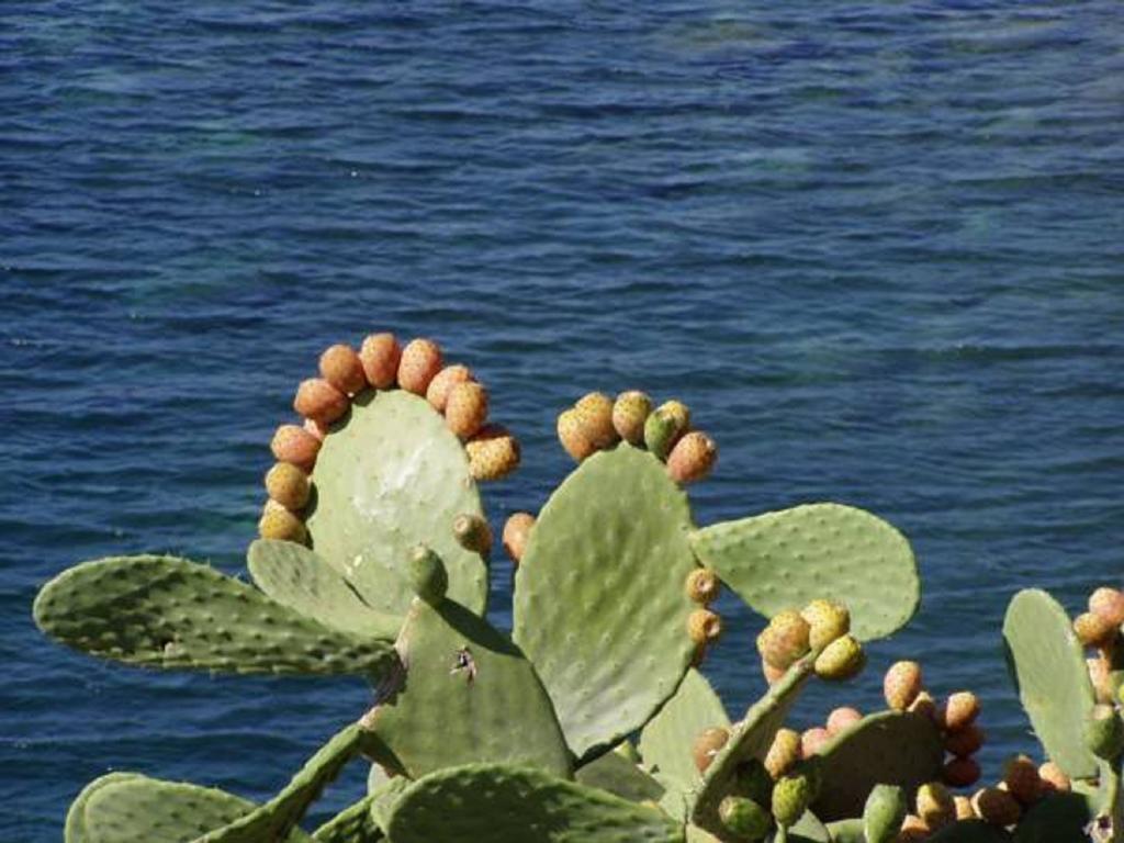 Pfa Hotel - Isola D'Elba Каво Екстериор снимка